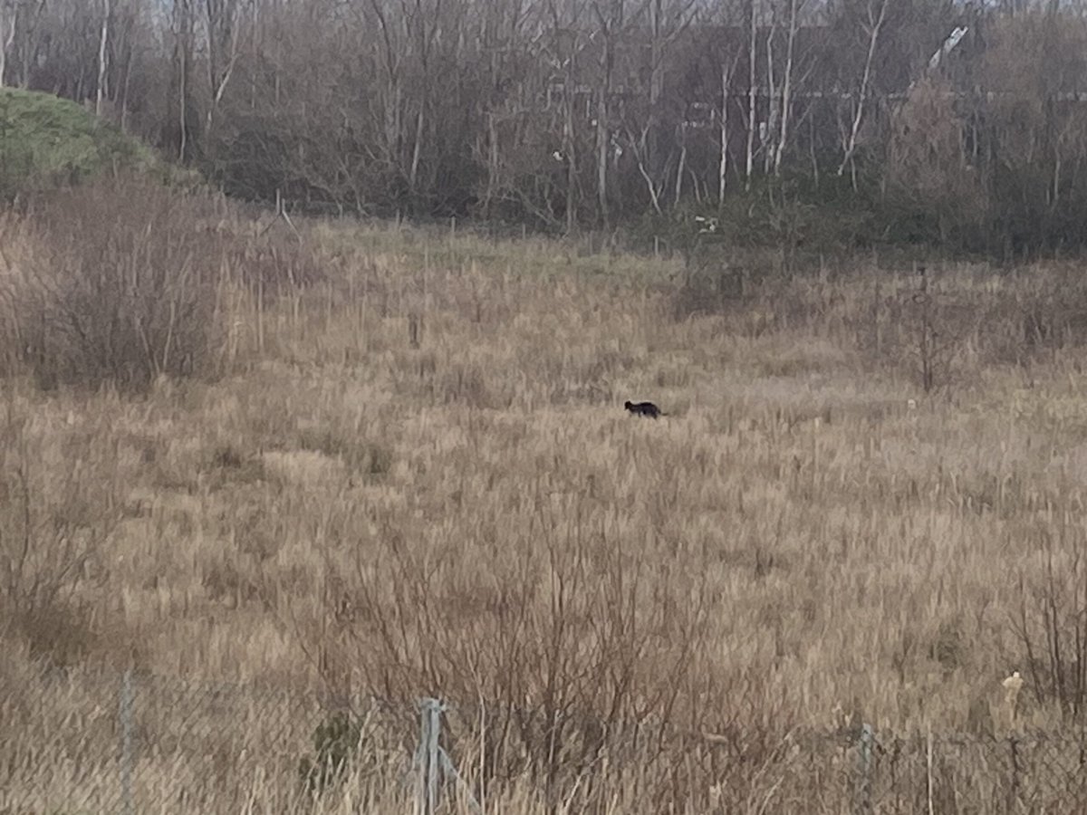 Puma Watch North Wales tweet media