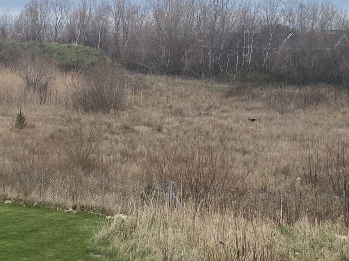 Puma Watch North Wales tweet media