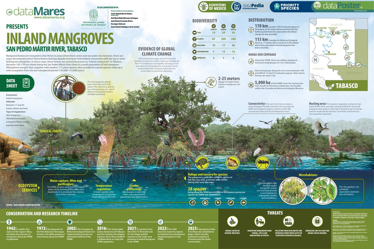 #dataMaresPresents Inland Mangroves
🌱 As sea level receded, a small #mangroveforest became surrounded by terrestrial vegetation & is now considered a relict ecosystem.
📌 Download the #dataPoster in high resolution:
datamares.org/preview/dp_inl…

#ForWetlands #Conservation #mangroves