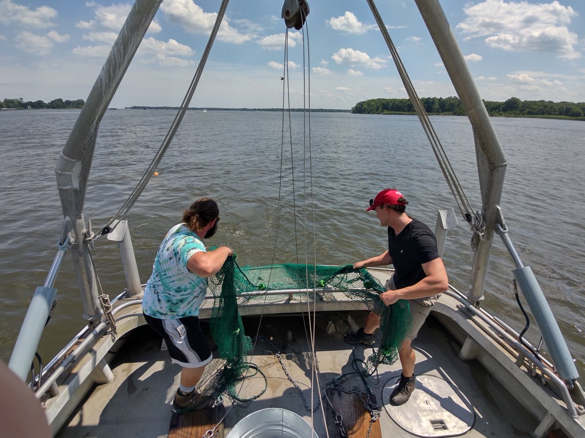 SERCfisheries's tweet photo. Want to gain valuable #fisheries experience? Apply for a paid #internship at @SmithsonianEnv where you can lead your own project ranging from #oyster reef restoration to fish surveys. People of all backgrounds are encouraged to apply regardless of experience! https://t.co/OAmCaZQK7n
