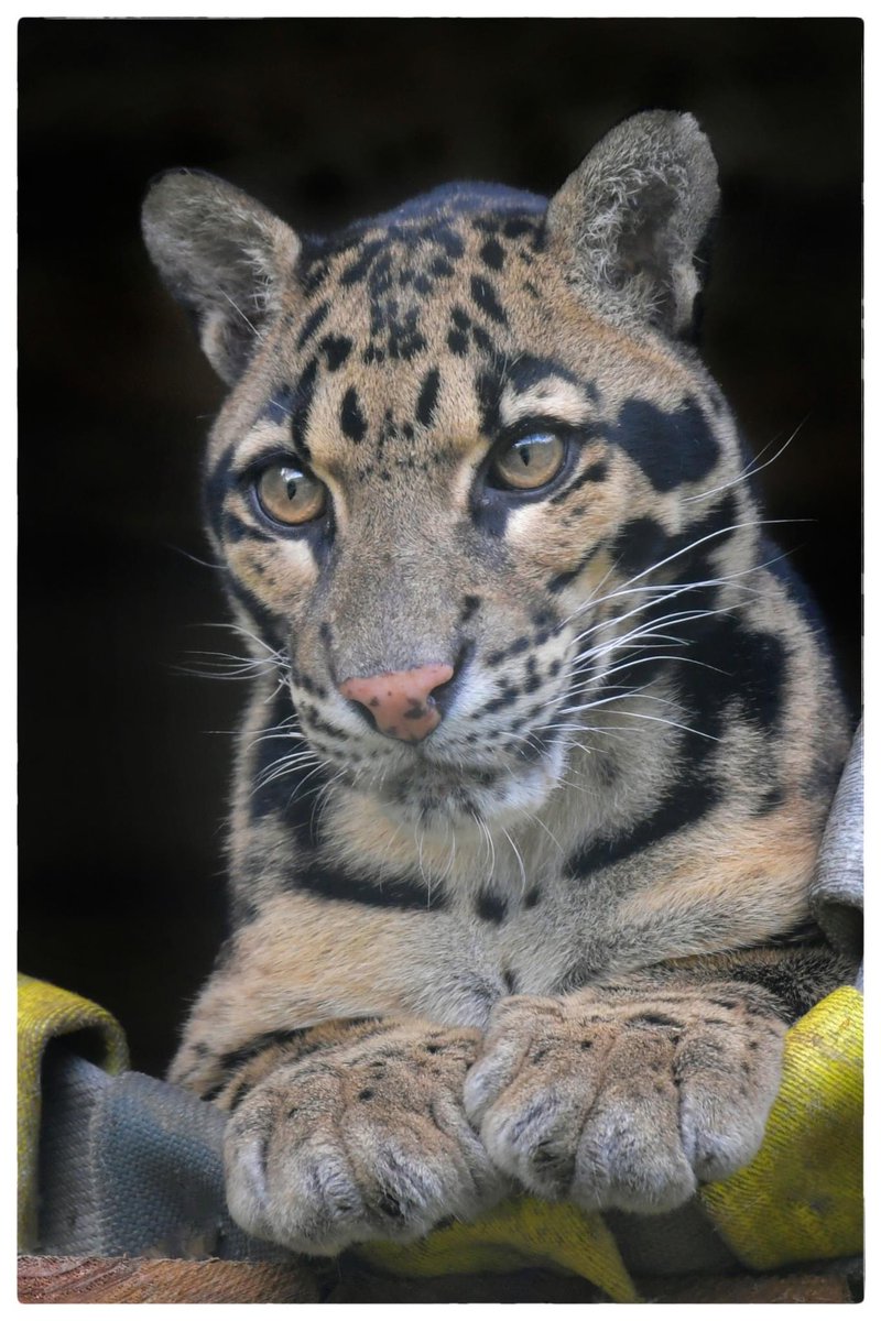 AuboisVeronique's tweet image. #Caturday!
#CloudedLeopard @zoobeauval 
Clouded #Leopards do not purr but make low snorting noises called “prusten” during friendly interactions with others of their species. They also make low, moaning roars, a soft chuffle, a hiss, a growl and a meow sound.
©Véronique AUBOIS -