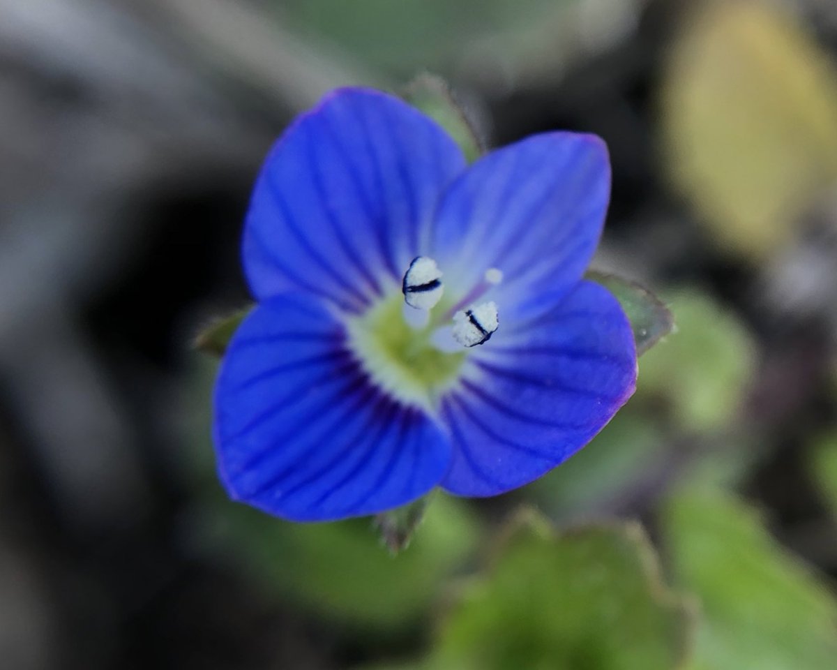 erenbkuchiku1's tweet photo. 早春の青
#オオイヌノフグリ #PersianSpeedwell https://t.co/0nvq6bqSJC