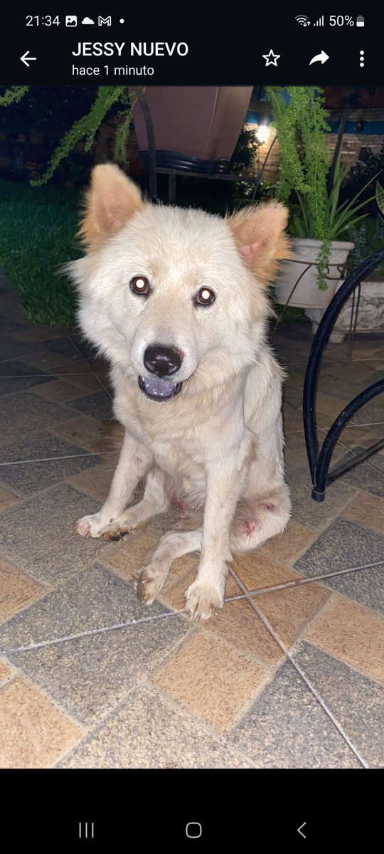 BethGimenez1's tweet photo. Hermoso perro extraviado.. lo estamos cuidando muy bien..  buscamos al dueño contactar al cel +595 971 734431 https://t.co/ZLb0wE6gZA