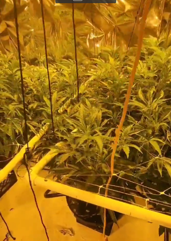 Rn420420's tweet photo. 最近被沖一趴很大趴的
新聞都上了都!!!

各位有大麻煩千萬要小心點��👻👻👻

#大麻 #音樂課 #哈們 #單女  #☕️ #🍃🌿 #南部 #狀況愛 #狀況 #飛行 #飛行員 https://t.co/xEscSq8kqp