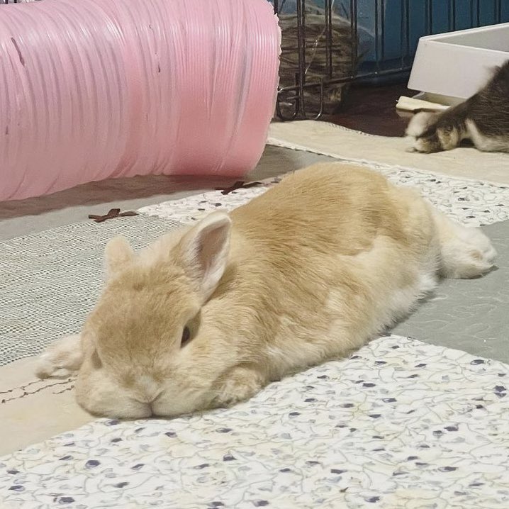 whisperweapon's tweet photo. look who tired herself out chasing me around the house https://t.co/VSxyltUr34