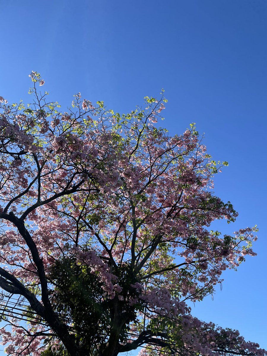 🌸