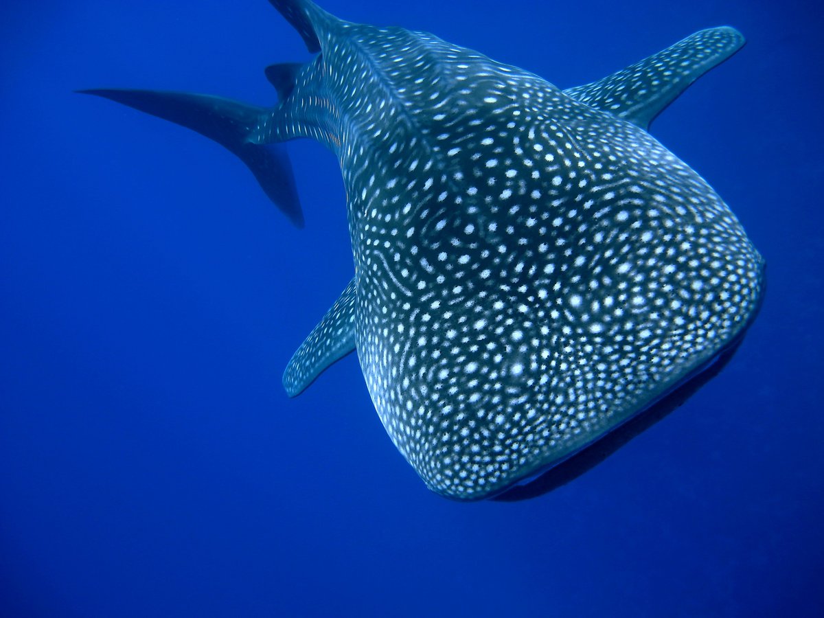 JeremyBRoberts's tweet photo. How to Recognize a Whale Shark

1. Whale sharks have a wide, flat head with two small eyes at the front corners &amp; five gill pairs. 

2. Skin is dark grey w/ unique pale spots &amp; stripes on white belly. 

3. Prominent ridges start above and behind head &amp; end at caudal peduncle. https://t.co/GdXxoDLgWk