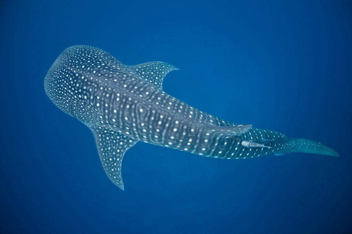 JeremyBRoberts's tweet photo. How to Recognize a Whale Shark

1. Whale sharks have a wide, flat head with two small eyes at the front corners &amp; five gill pairs. 

2. Skin is dark grey w/ unique pale spots &amp; stripes on white belly. 

3. Prominent ridges start above and behind head &amp; end at caudal peduncle. https://t.co/GdXxoDLgWk