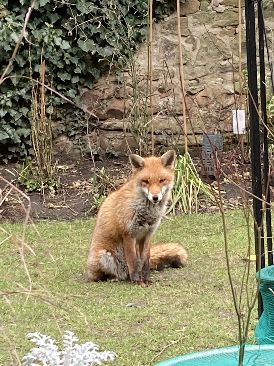 BrianICTI's tweet photo. @ChrisGPackham always looking for company. A very sociable fox https://t.co/xhK4tljPP5