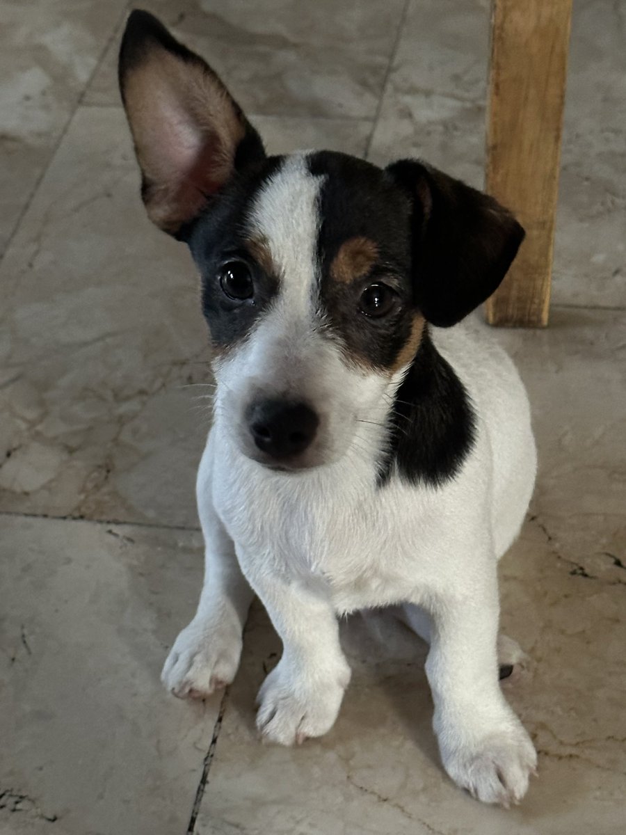 Charlie puppy 🐶 🌈 🐶Chloe 🌈 ❤🌈 🐶Chumchum 🌈 tweet media