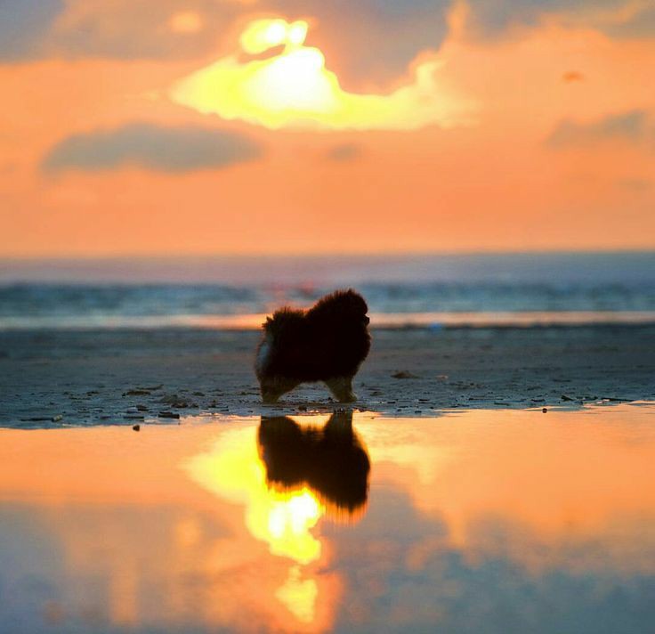 Pink_magic22's tweet image. Siempre quise tomarle una foto decente en la playa aprovechando la puesta de sol, aunque se ve muy chiquito.

#ThaiShoreBeach
#ThaiShoreTrip