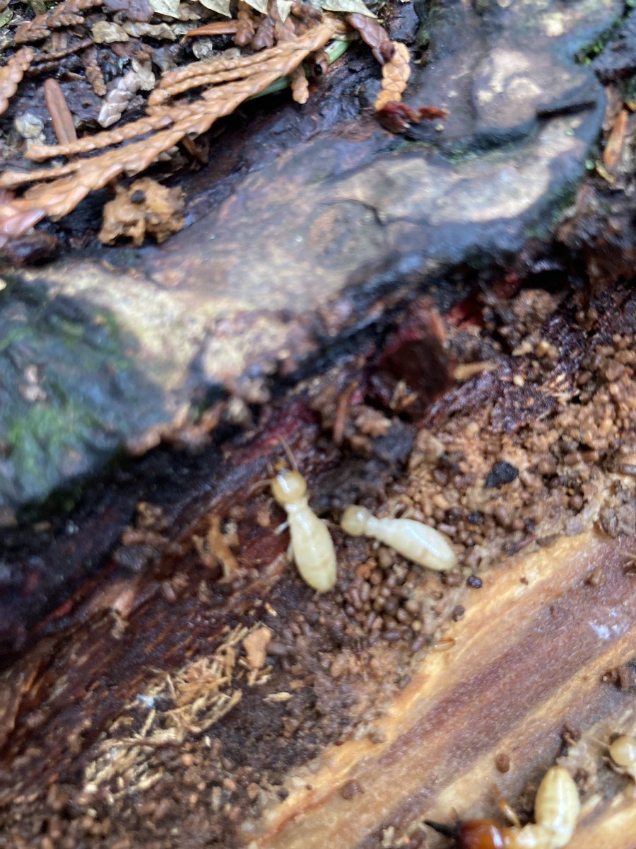 ktworboys's tweet photo. Another #ForestFriday well spent!
There were explorers, entomologists (we found termites), exercisers, and rock enthusiasts. Many ‘E’ words to be excited about. It was a wonderful way to spend the morning. https://t.co/MGjYyQpmxT