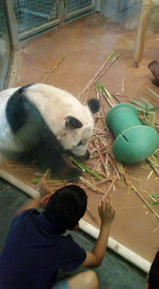 duh_dee's tweet photo. Man.. #riplele #memphiszoo #Pandas you will be missed. https://t.co/HB5G62vf9s