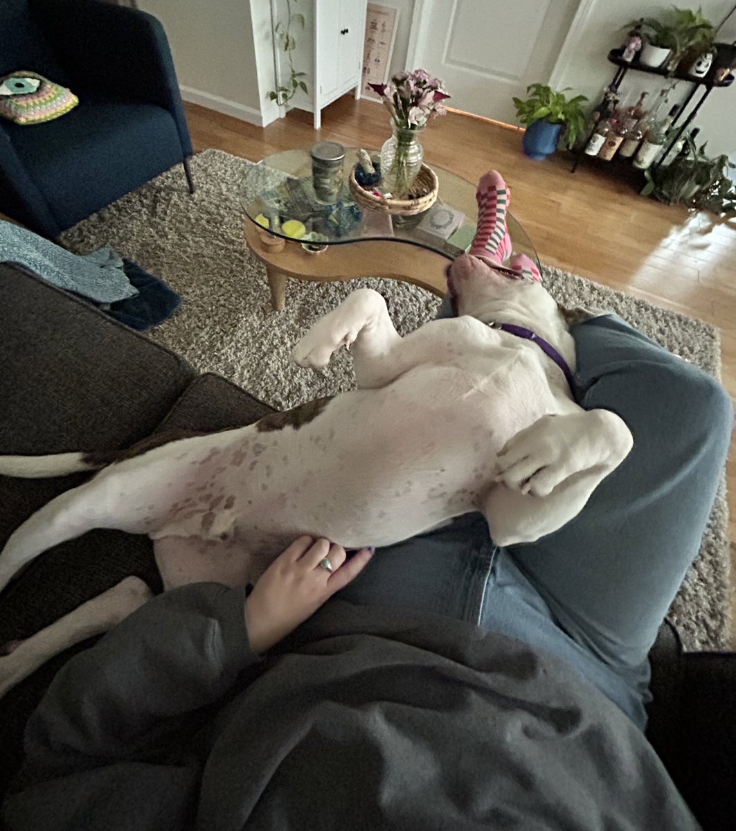 pegbucks's tweet photo. new foster has absolutely no chill https://t.co/qWQYODwN9h