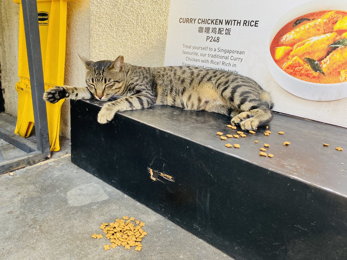 jonbonso's tweet photo. #CatsofTwittter #CatsOfBGC https://t.co/XUHYQgv9HS