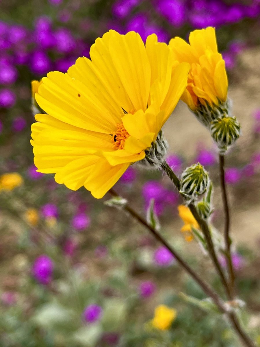 Went out to Borrego today and it was amazing to see that the bloom is still going strong. ⁦@eyesonsdskies⁩ ⁦@AnzaBResearch⁩ #anzaborrego #wildflowers