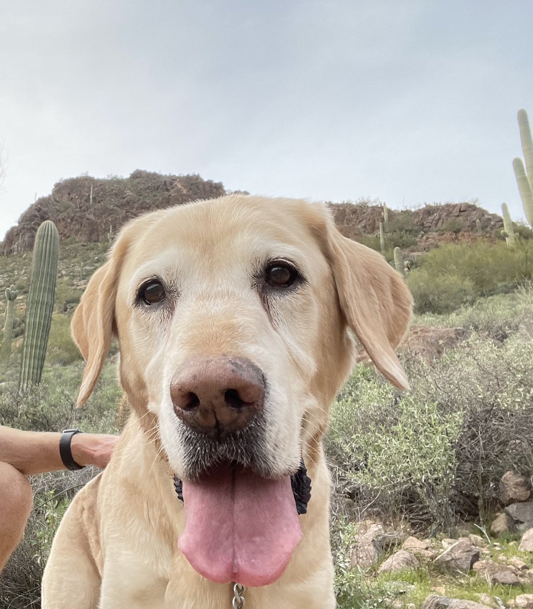 Zoey105's tweet photo. @TheGoldenRatio4 I went hiking today. It was the best. 

(I’m a muggle, my mom was a yellow lab, dad a GR)

#NationalGoldenRetrieverDay https://t.co/PD0jbwJKHN