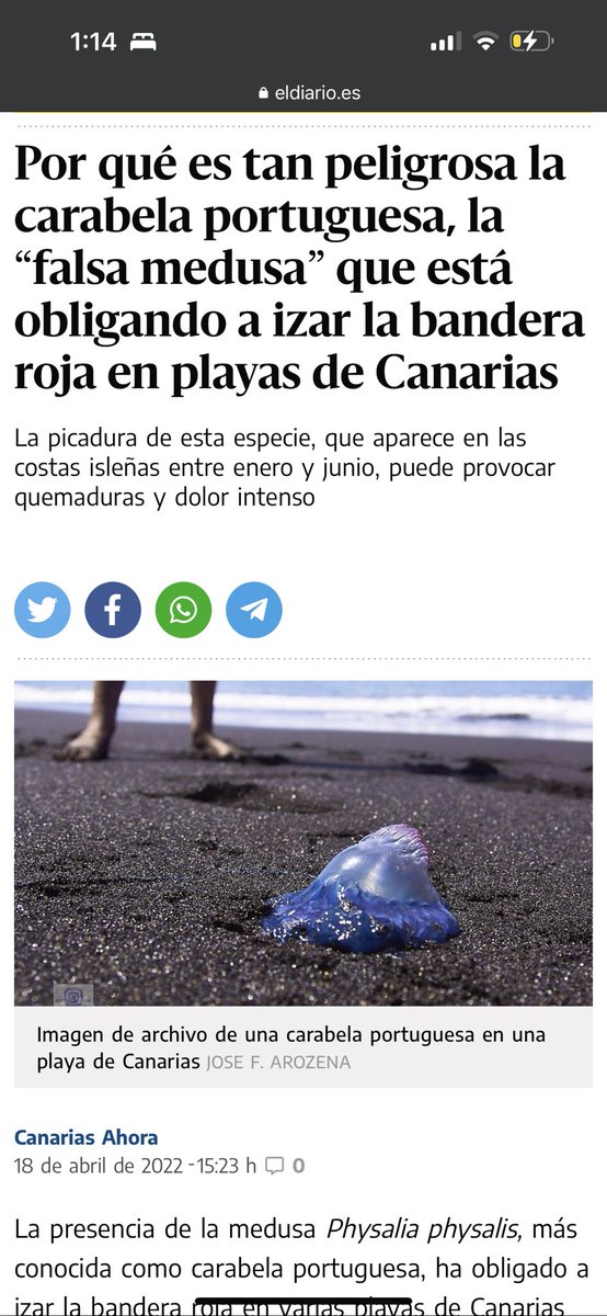 sofia_digital's tweet photo. #carabelaportuguesa avistada en la orilla de la Playa de La Garita #GranCanaria
He avisado a @PoliciaTelde pero lo cuelgo por aquí por si queréis compartir con gente de la zona. La hemos matado con una piedra pero el veneno sigue siendo peligroso. 
🫶🏻
@GranCanariaCab https://t.co/EgzVyteXjN