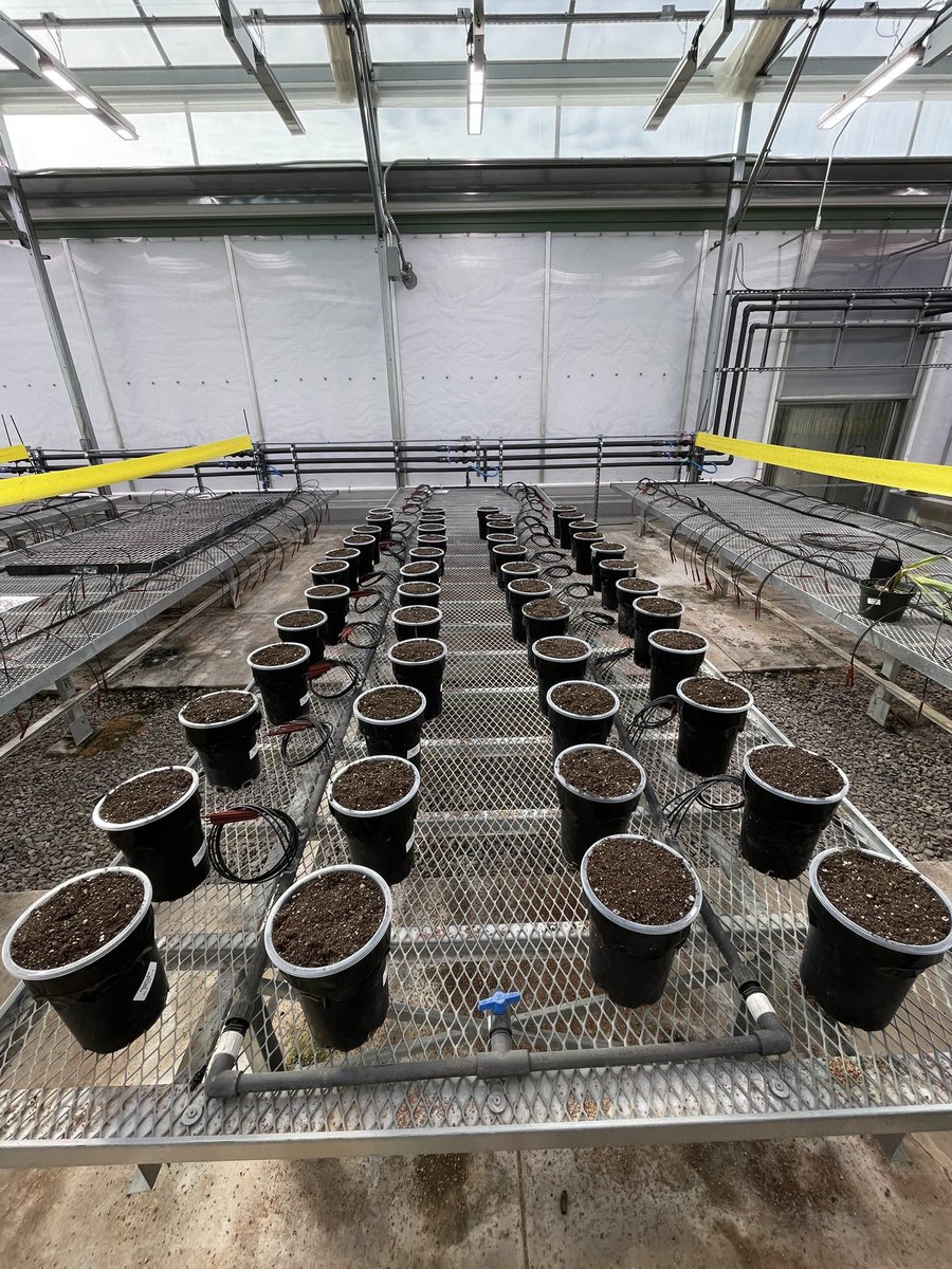 𝗖𝗵𝗮𝗿𝗹𝗼𝘁𝘁𝗲 𝗥𝗮𝗺𝗯𝗹𝗮 (@charlotterambla) on Twitter photo Finally setting up a clear pot experiment here at <a href="/salkinstitute/">Salk Institute</a>. Back to the origin! 
Trying to see the effect of mebendazole on wheat seminal root angle! <a href="/RaffanSarah/">Sarah Raffan</a> Finally setting up a clear pot experiment here at <a href="/salkinstitute/">Salk Institute</a>. Back to the origin! 
Trying to see the effect of mebendazole on wheat seminal root angle! <a href="/RaffanSarah/">Sarah Raffan</a>