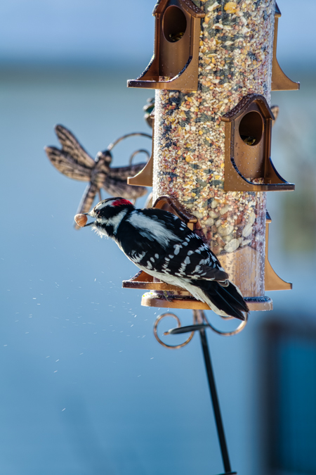 Downy Woodpecker #birdphotography #bestbirdshots #feather_perfection #wild #wildlife #wildlifephotography #bestbird #bird #nature_brilliance #nature #nature_brilliance #wildlife #wildlifephotography #naturephotography #nature #nature_perfection #wildlife_vision