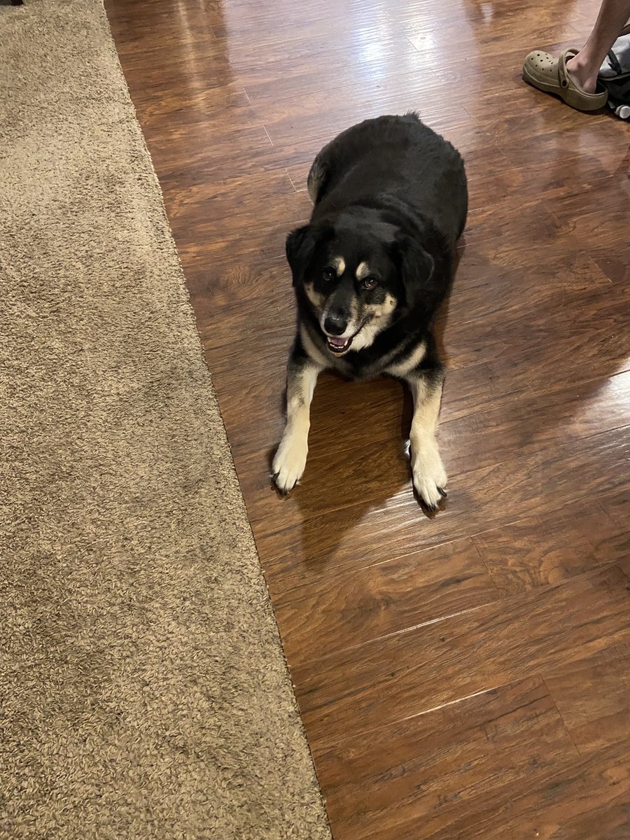 mom4three's tweet photo. @OfficialOPLive Aw!! We saw that you have a K9 named King! Meet our K9 King! https://t.co/h0Ewy9pwot