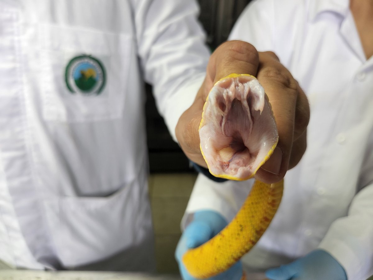 Max Chavarria tweet media