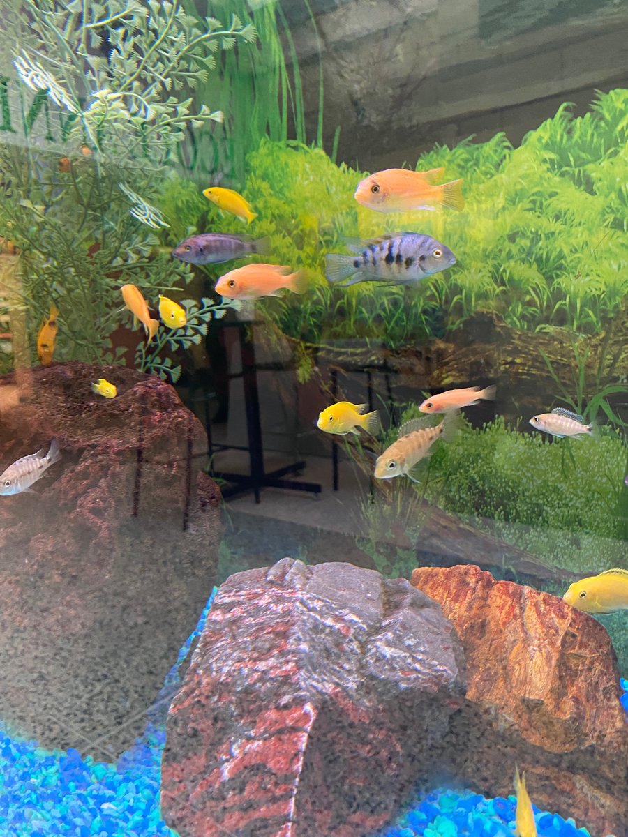 Our aquarium is an important part of our school community &amp; mental health support. Everyone appreciates its beauty &amp; calming impact. We are grateful to Mr. Miles for his professional care of the 'school' within our school! #iAMwell <a href="/yourschools/">Avon Maitland District School Board (AMDSB)</a>