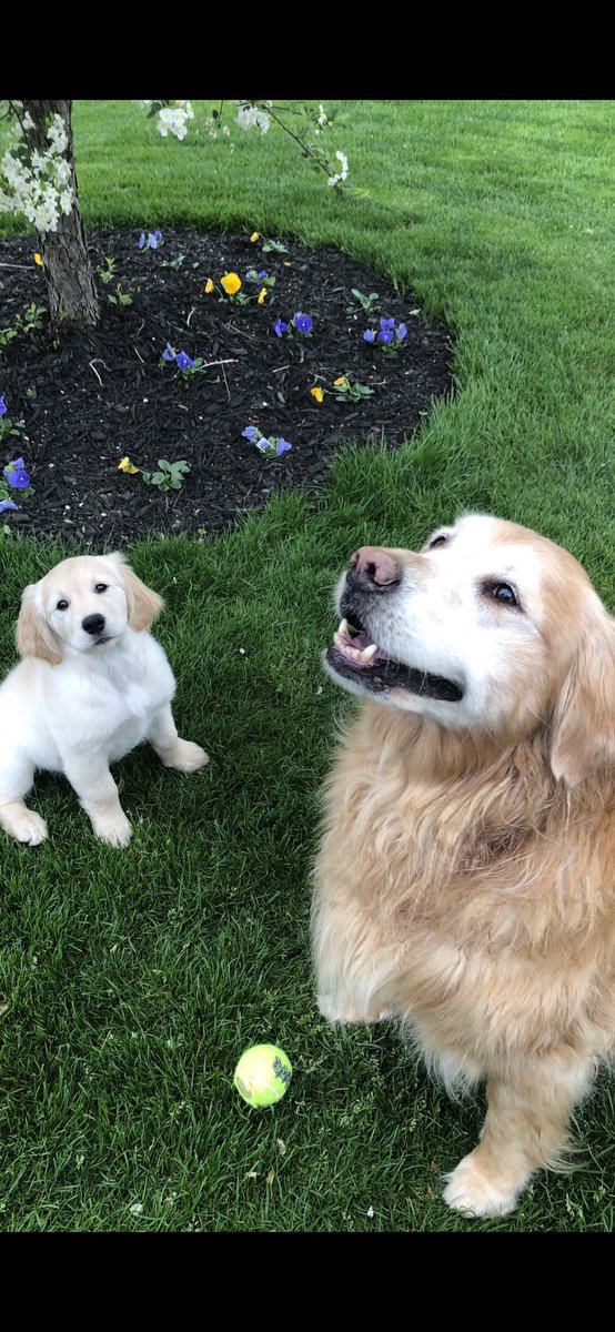 RebeccaLynnSha4's tweet photo. Happy Golden Retriever Day To All Our Furry Friends ~ Stay WARM &amp; Loved and Hug Someone Tonight 🐾♥️⭕️ #GoldenRetrieverDay #Smile #HugSomeone 🐾♥️🌈 https://t.co/8tgF5wdS3N