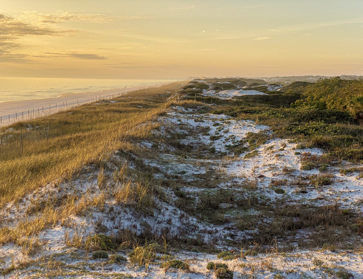 RileyJohnsGolf's tweet photo. Getting some inspiration for our next project walking around the costal dunes in the Florida panhandle.  Some of the whitest and brightest sand I’ve ever seen. @RhebbAndJohns https://t.co/FVMheoa6tn