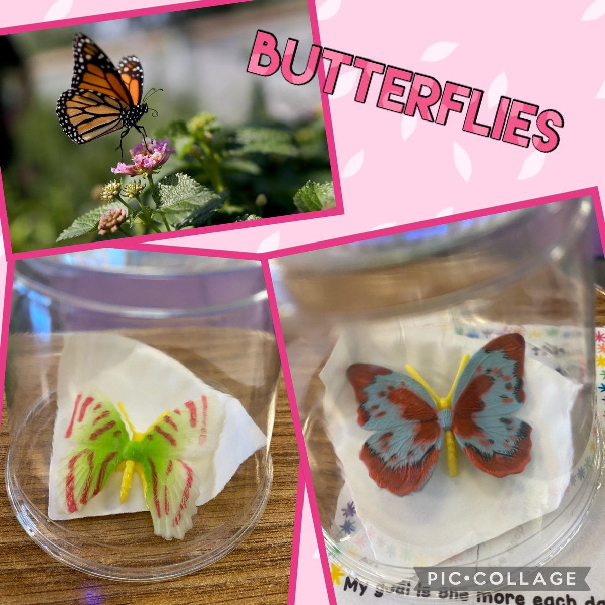 mrs_santore's tweet image. Learning about life cycles this week and we had some special friends join us each day! 🦋 🐛 eggs-&amp;gt;caterpillars-&amp;gt;chrysalis-&amp;gt;butterflies  #SpaghtIsGreat #KinderCrew