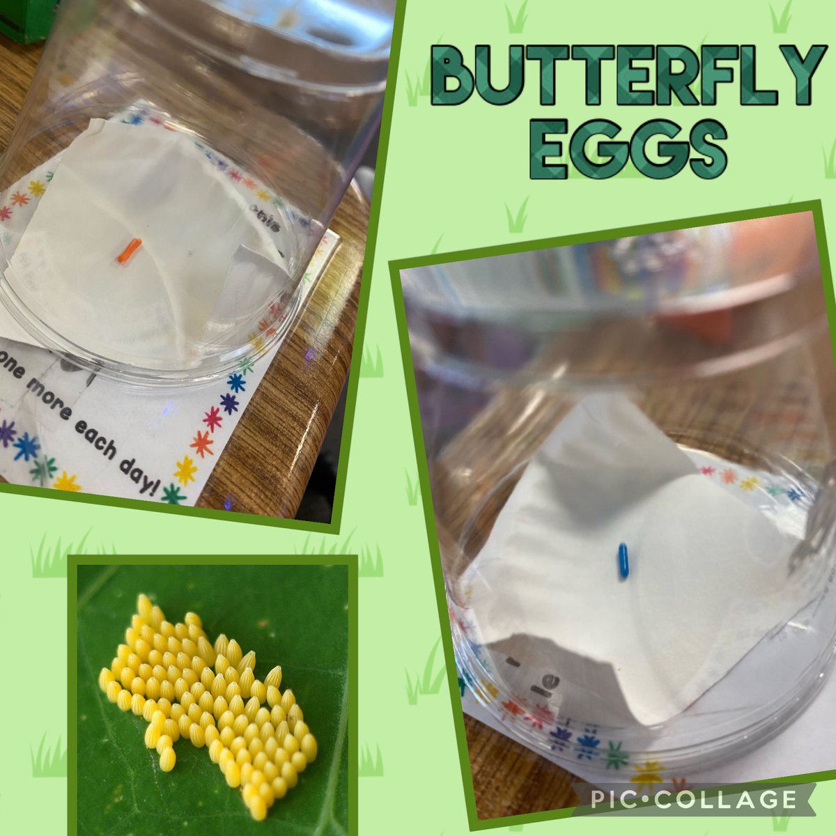 mrs_santore's tweet image. Learning about life cycles this week and we had some special friends join us each day! 🦋 🐛 eggs-&amp;gt;caterpillars-&amp;gt;chrysalis-&amp;gt;butterflies  #SpaghtIsGreat #KinderCrew