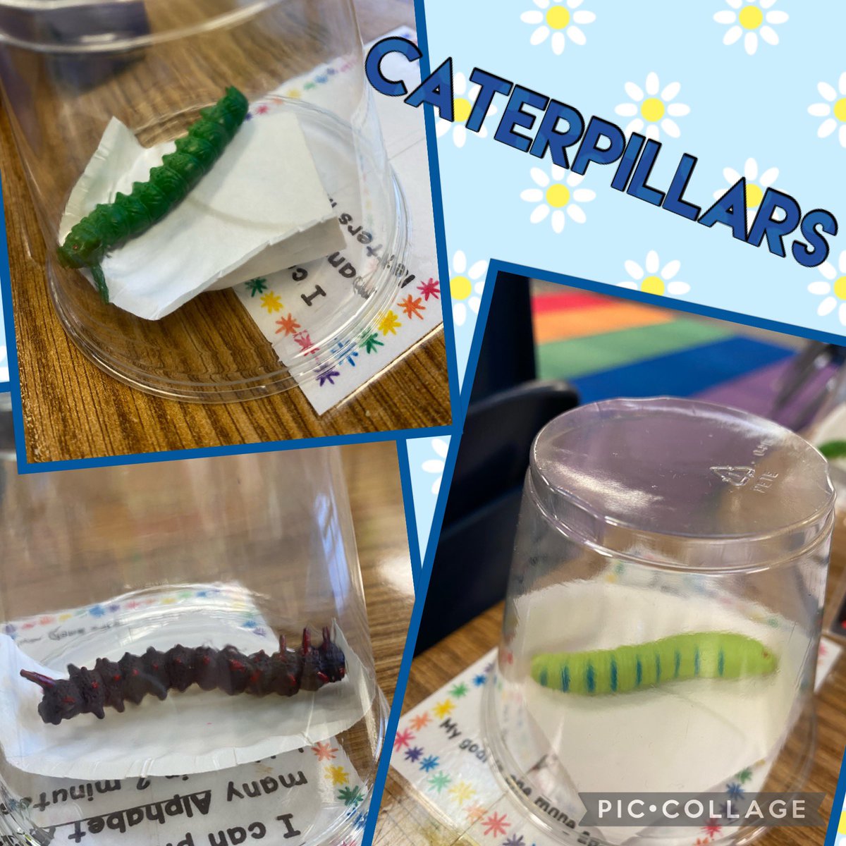 mrs_santore's tweet image. Learning about life cycles this week and we had some special friends join us each day! 🦋 🐛 eggs-&amp;gt;caterpillars-&amp;gt;chrysalis-&amp;gt;butterflies  #SpaghtIsGreat #KinderCrew
