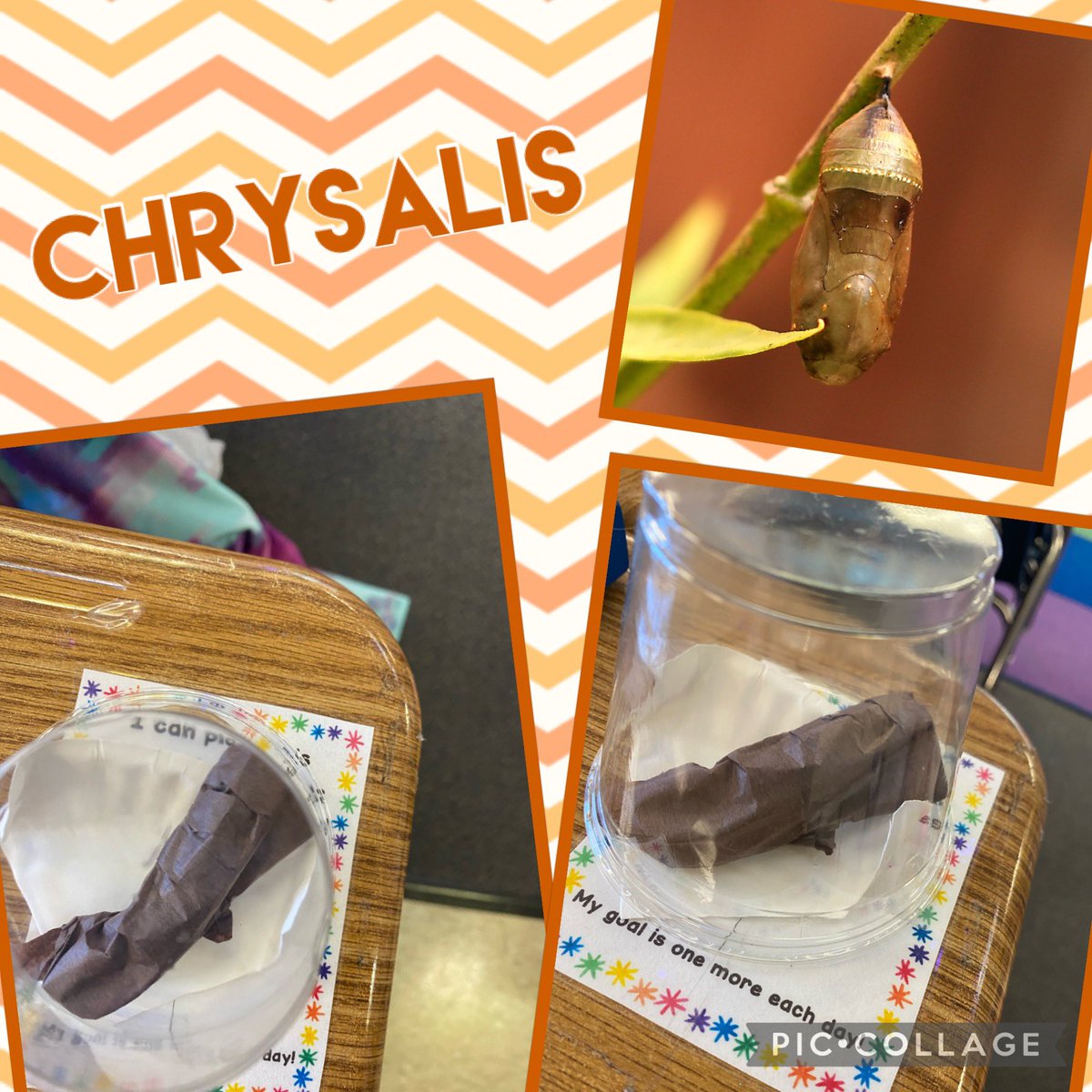 mrs_santore's tweet image. Learning about life cycles this week and we had some special friends join us each day! 🦋 🐛 eggs-&amp;gt;caterpillars-&amp;gt;chrysalis-&amp;gt;butterflies  #SpaghtIsGreat #KinderCrew