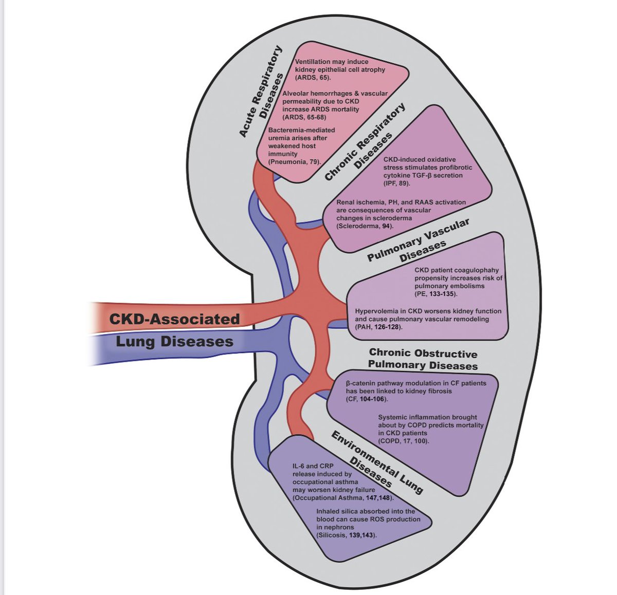 No todas las interacciones 🫁🔄🫘 son vasculitis, When kidneys and lungs suffer together!!! doi.org/10.1007/s40620…,  doi:10.1152/ajplung.00152.2021