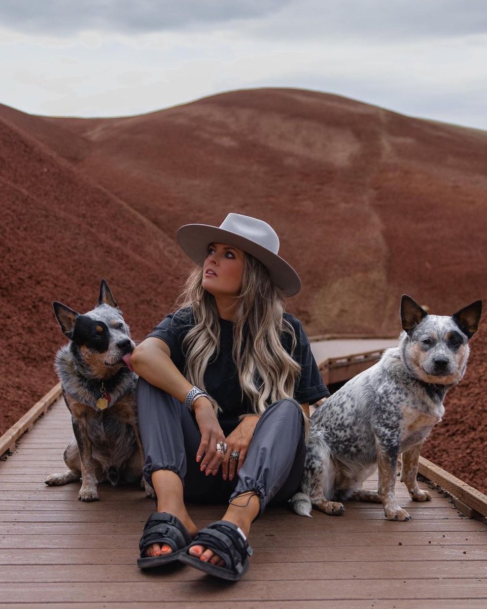 heelersbot tweet media