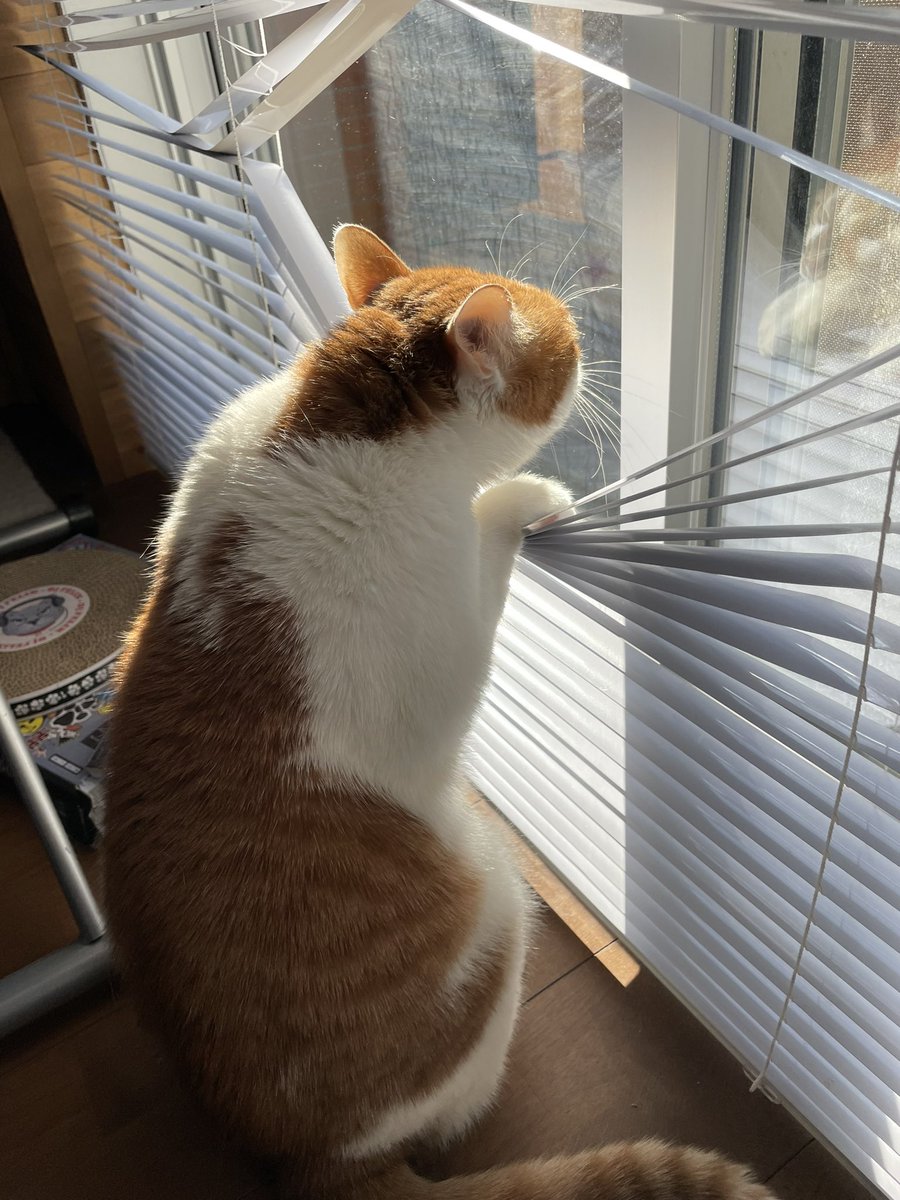 Hello! Tsukushi likes to bask in the sun.meow!ฅ^•ﻌ•^ฅ♡ 
#cat #tsukushi #japan #meow