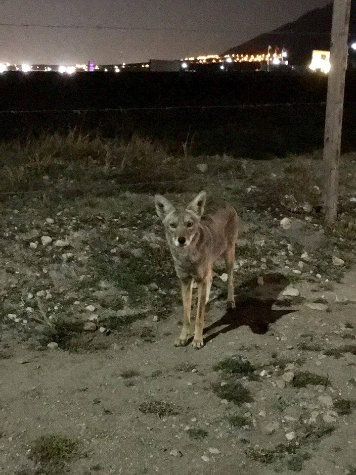 Nelson Valdez tweet media