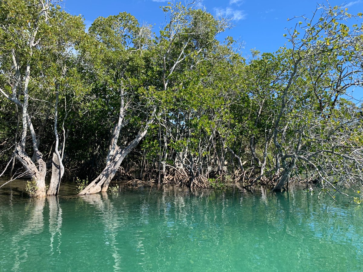 The structure and complexity of coastal habitats affects fish.

But how can we use this to optimise management and restoration targets? 

Check out our new paper in Estuarine Coastal and Shelf Science led by <a href="/hannahjperry_/">Hannah Perry</a> and funded by <a href="/hlthylandwater/">Healthy Land & Water</a>

sciencedirect.com/science/articl…