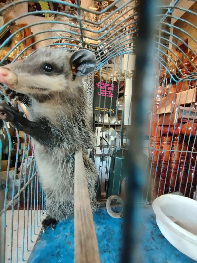 ¿Dónde llevarlo, quién lo cuidará, dónde estará mejor? Tengo entendido que es una zarigüeya, se salvó de ser atropellado y se refugió en mi trabajo <a href="/AfricamSafari/">Africam Safari</a> <a href="/Arbo_Terra/">ArboTerra</a> <a href="/parque_loro/">zoo parque loro</a> <a href="/i_Puebla/">iPuebla</a>