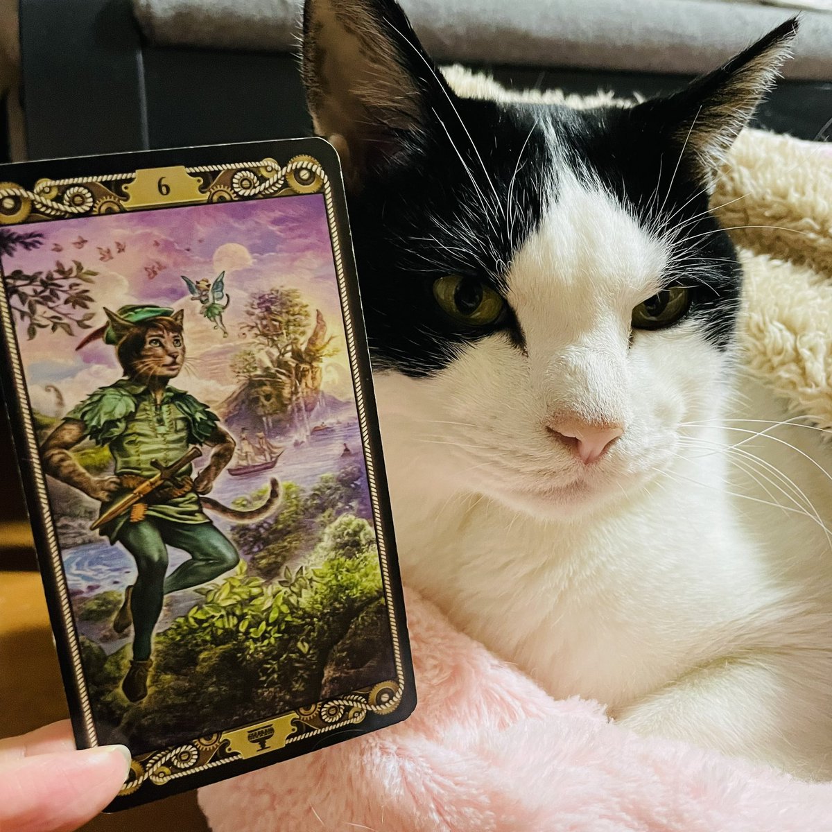 oraclerinko's tweet image. 2/4懐かしくあたたかい日🫶昔の記憶や出来事に触れると同時にその頃のピュアな気持ちが蘇ります。ありのままの、のびのびしたあなたで過ごせるでしょう✨懐かしい相手との再会があるかも😚子供の頃を思い出して思い出をなぞってみましょう🥰 #6ofCUPS #今日から春ﾆｬ #タロット #猫