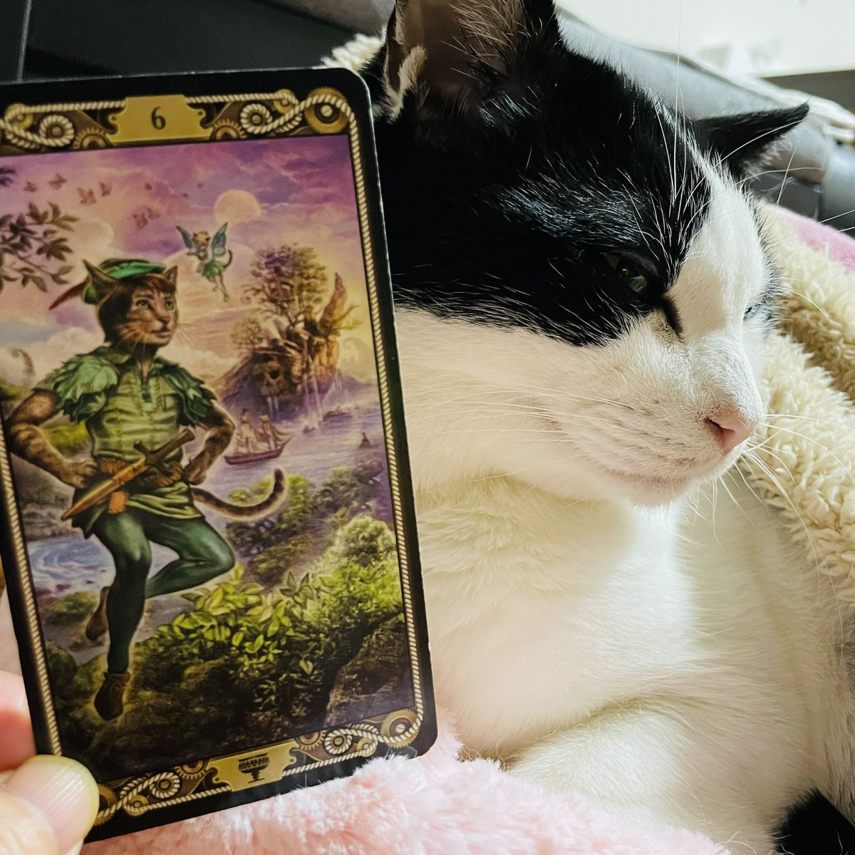 oraclerinko's tweet image. 2/4懐かしくあたたかい日🫶昔の記憶や出来事に触れると同時にその頃のピュアな気持ちが蘇ります。ありのままの、のびのびしたあなたで過ごせるでしょう✨懐かしい相手との再会があるかも😚子供の頃を思い出して思い出をなぞってみましょう🥰 #6ofCUPS #今日から春ﾆｬ #タロット #猫