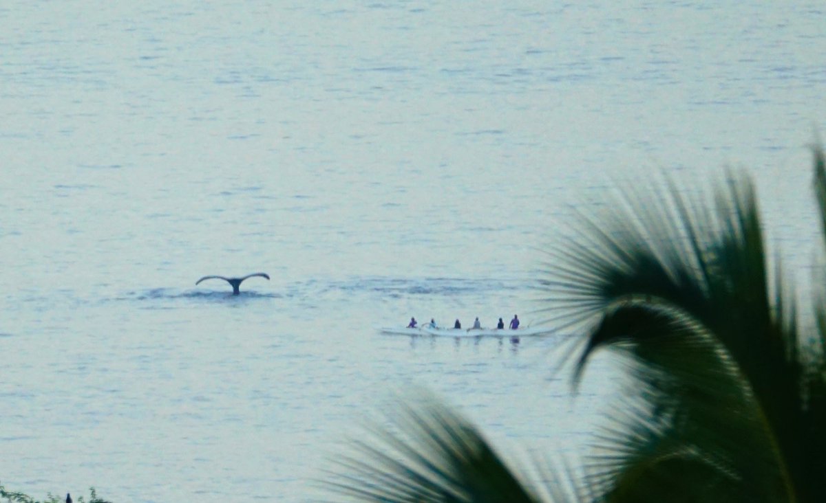 Whales in view from our room <a href="/HotelWailea/">Hotel Wailea</a> #Maui