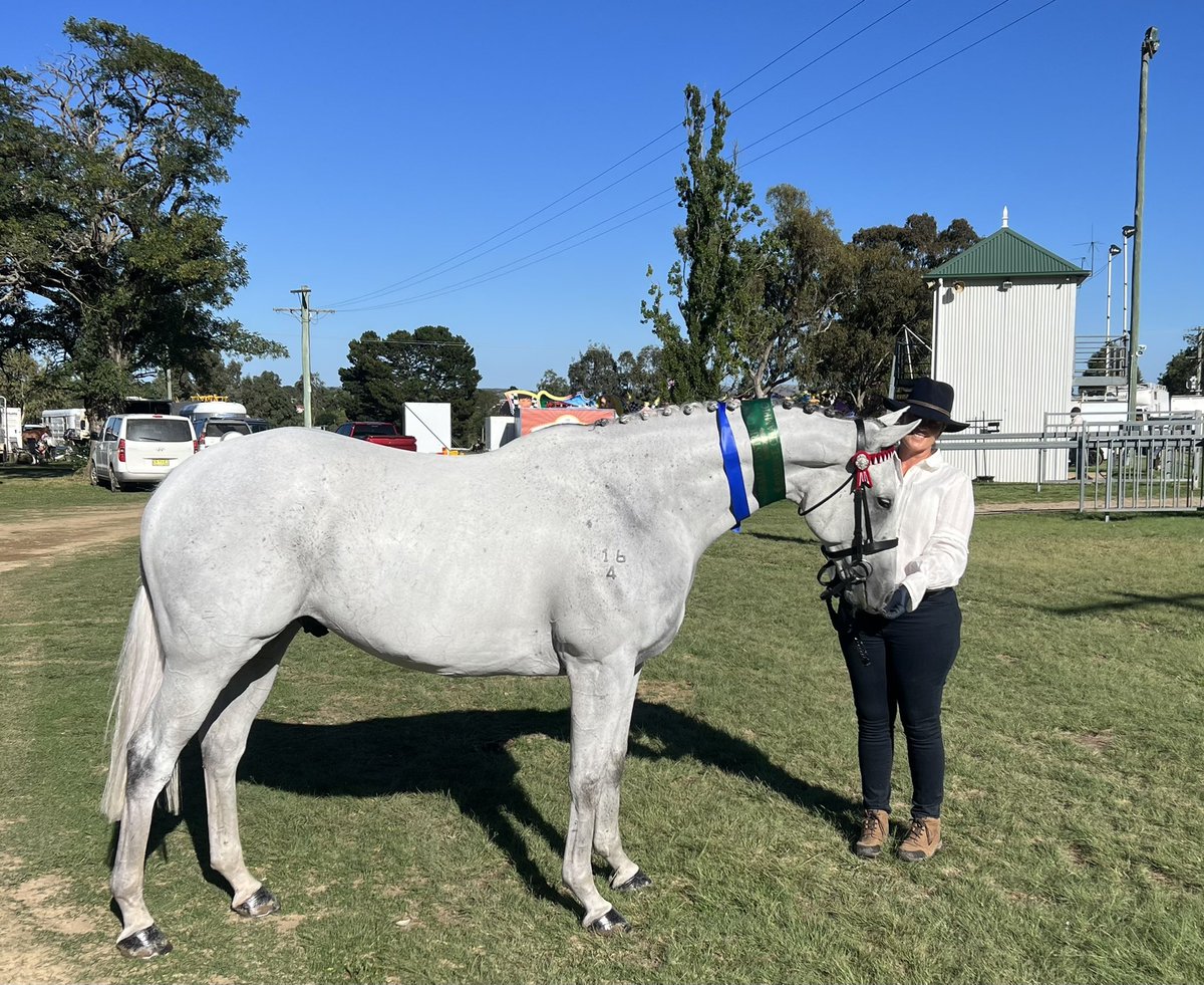 Jo_McKinnon's tweet photo. First show for Andaz (by Dash for Cash) 1st led thoroughbred gelding &amp; reserve champion thoroughbred of the Uralla Agricultural Show 💎🥇😃 Thrilled with his debut 👏🏻 https://t.co/qn0wm09g2x