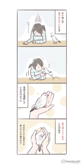 かいぬしが落ち込んでいるとき、察しているかのように寄り添ってくれることがある
#文鳥 
#4コマ漫画 