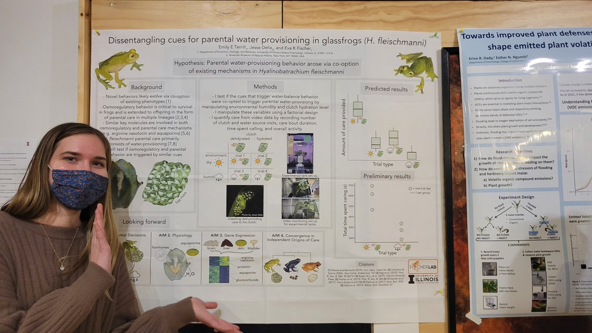 GEEBatUIUC's tweet photo. Emily Terrill's poster is on Disentangling cues for parental water provisioning in glassfrogs (H. Fleischmanni)🐸 https://t.co/EeDQycE2Sv