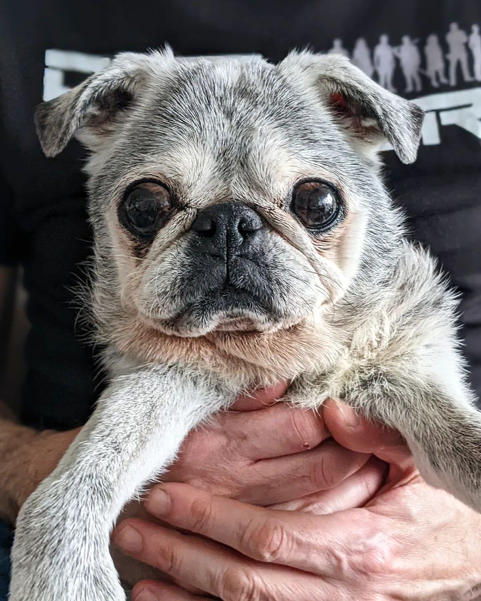 Who love this? ❤️
#pug #puglove