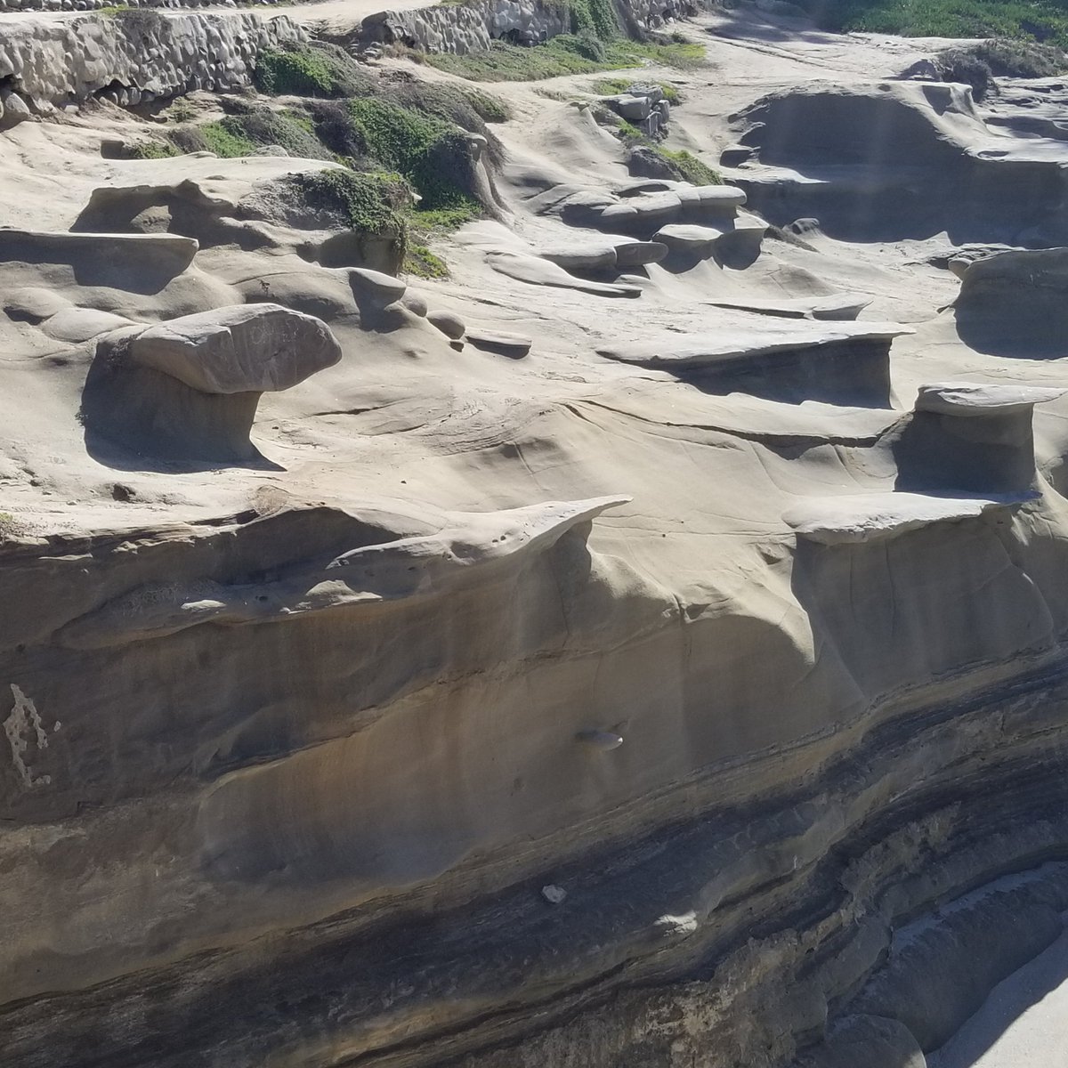 shottmaker 🐀 tweet media