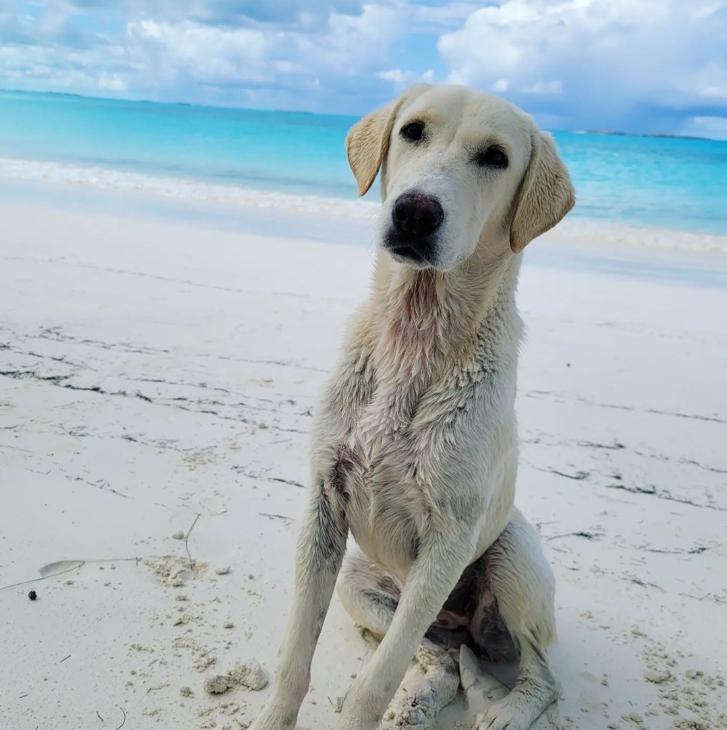 CanuckDropsHere's tweet photo. Posing for pics at Forbes Hill ๐
#airbnb #sandbar #bahamas #vrbo #doglife #flipkey #tropical #traveldogs #vacationhome #vacationrental #holidayhome #repyourVR #thecanuckdropshere #stayhere #dogsofinstagram #travelblogger #pets #tripadvisor #airbnbreviews #loveyourguests https://t.co/r0pXFb1VVV