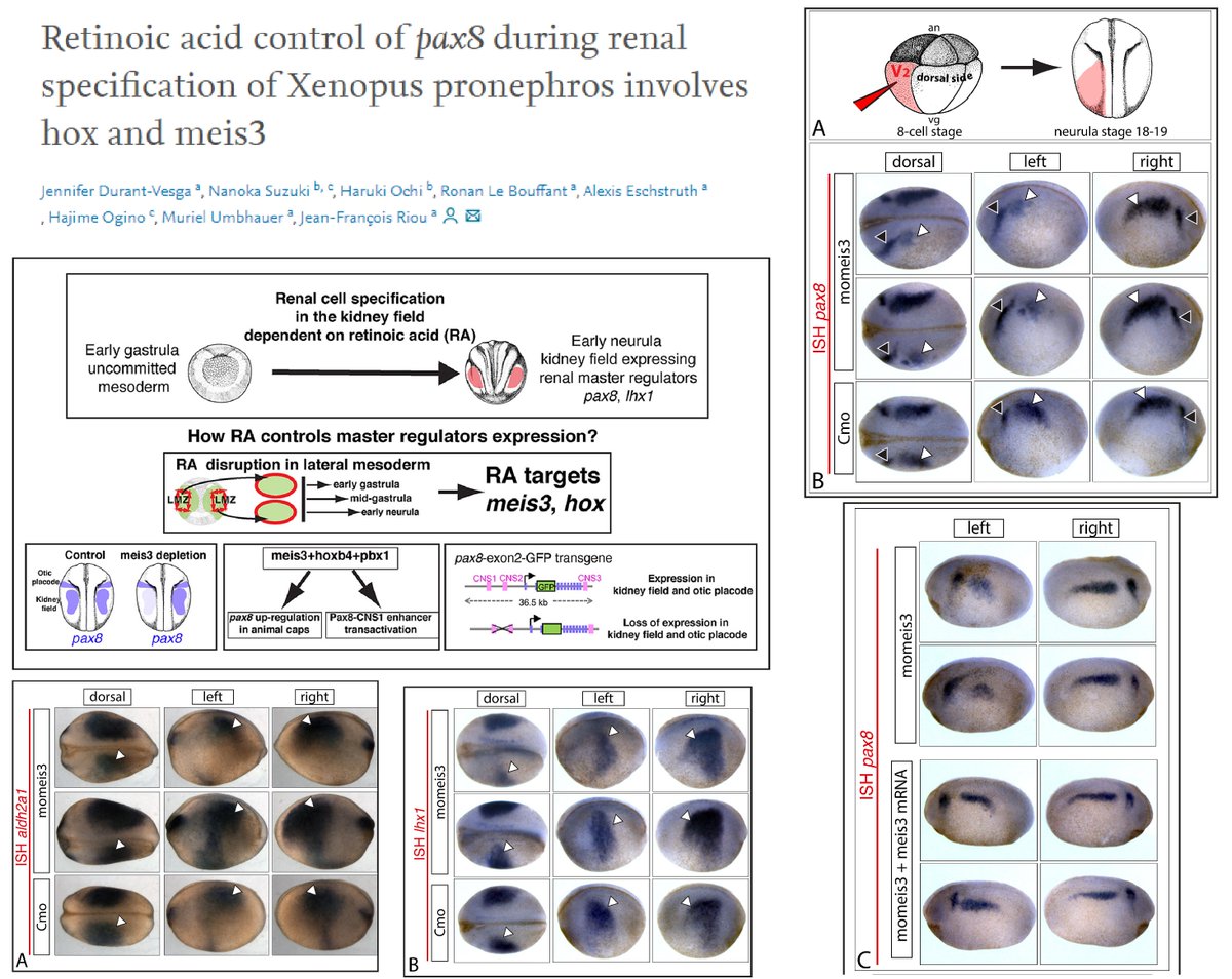 #DBfeature #Xenopus🐸

Retinoic acid control of pax8 during renal specification of Xenopus pronephros involves hox and meis3
by Jennifer Durant-Vesga, Jean-François Riou, et al

“...hox genes, including hoxa1, a3, b3, b4, c5 and d1 (&amp; meis3) as RA targets”
sciencedirect.com/science/articl…