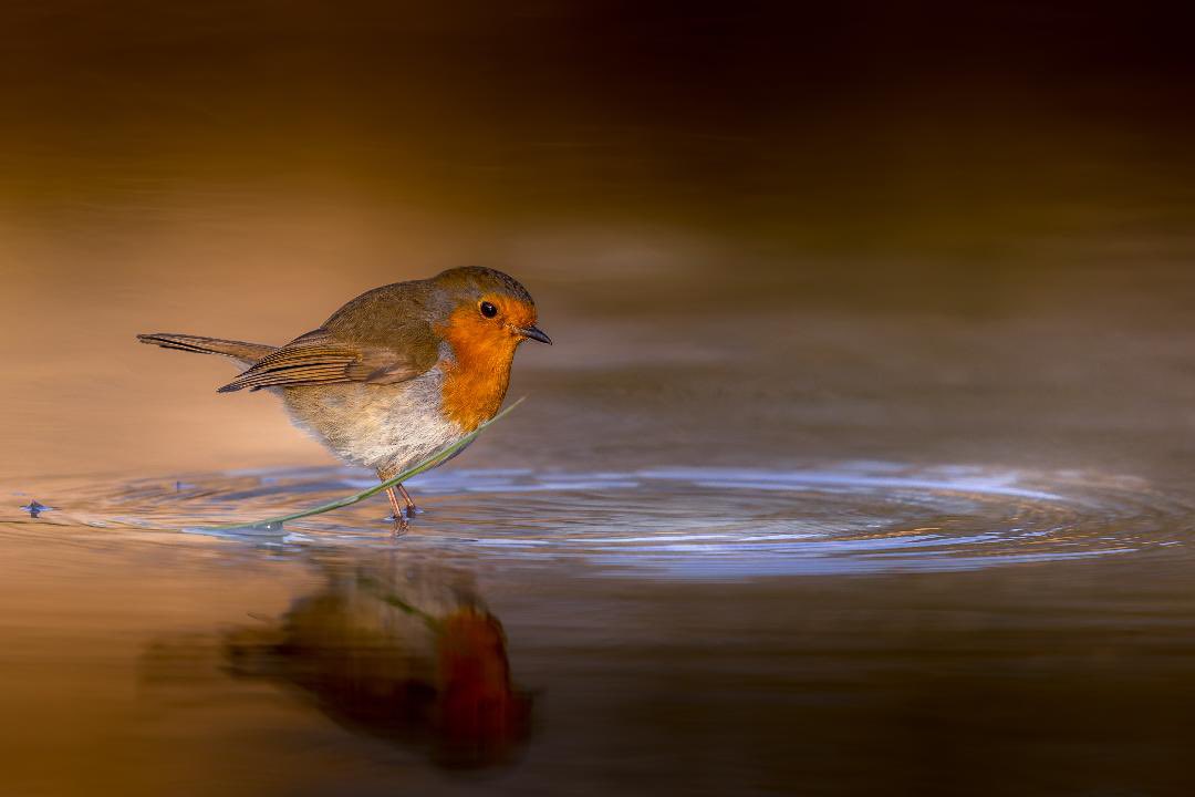 Good Morning and a happy Saturday. 
#wildlifephotography #BBCWildlifePOTD #NaturePhotography <a href="/ThePhotoHour/">#ThePhotoHour</a>